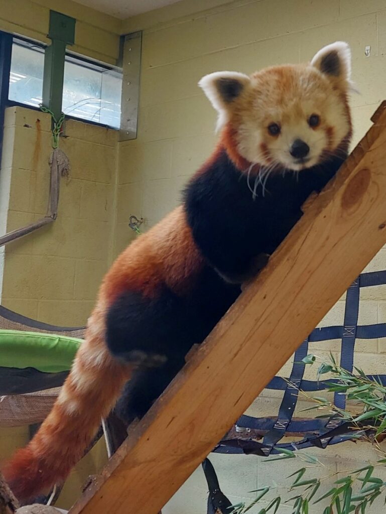 Red panda