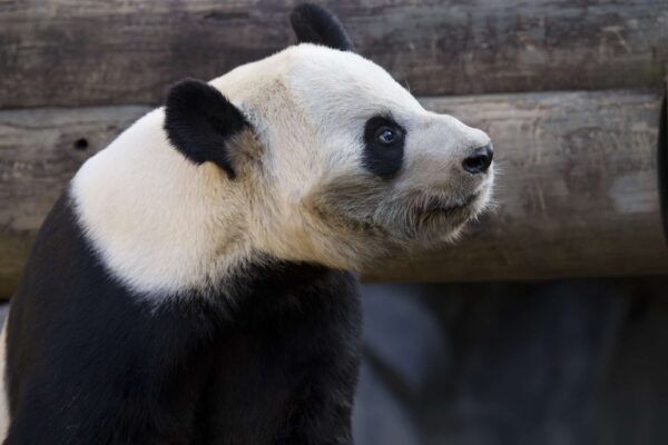 giant panda