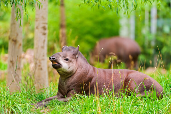 Tapir