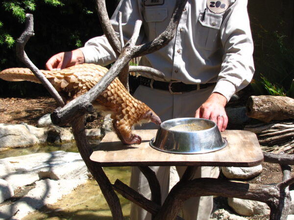 Pangolin