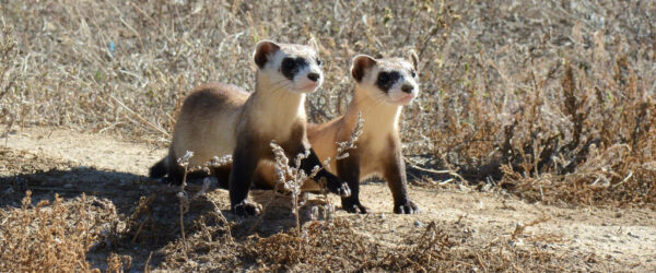 Black-footed Ferret Kits