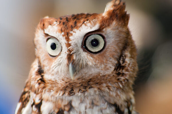 Eastern Screech Owl