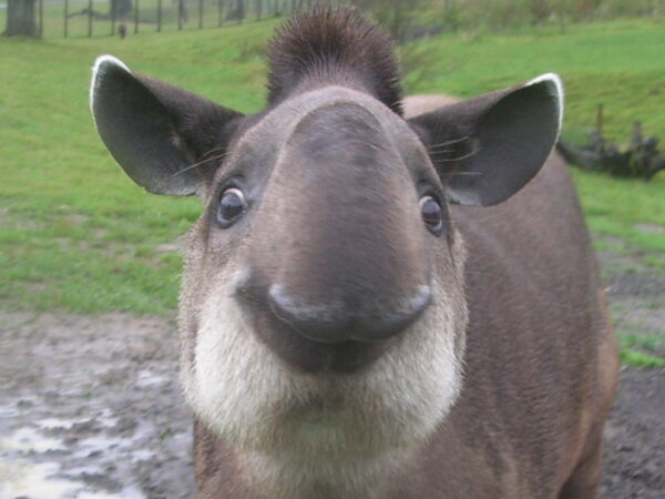 Brazilian Tapir