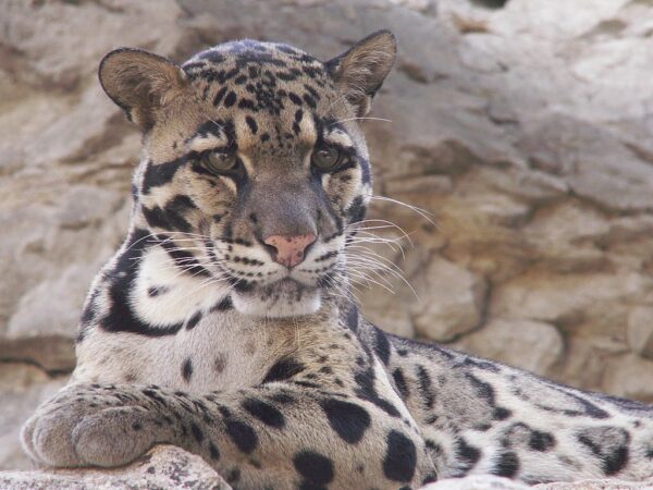 Clouded Leopard