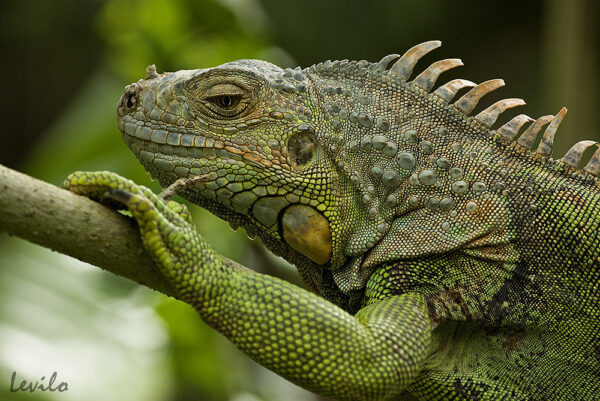 Iguana