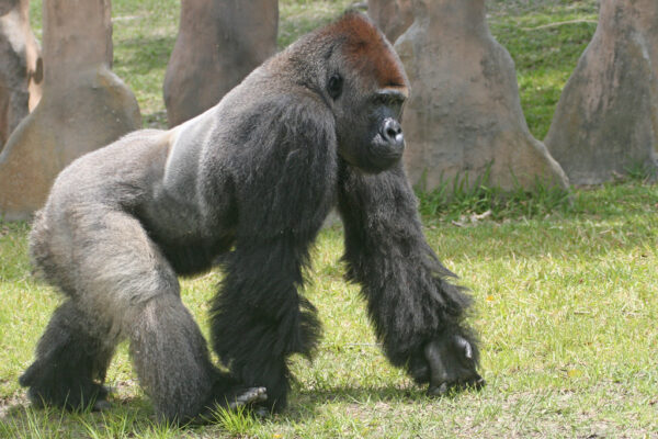 Silverback Gorilla