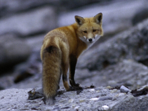 red fox