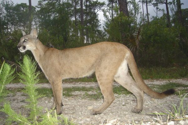 Florida panther