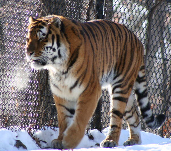 Amur "Siberian" Tiger