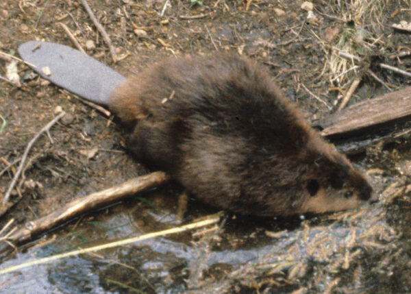 North American Beaver