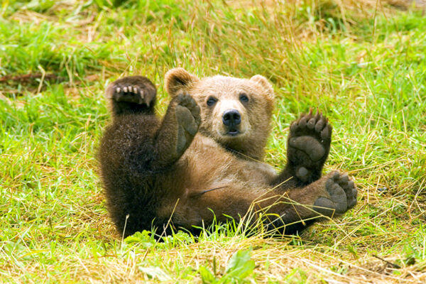 world bear day