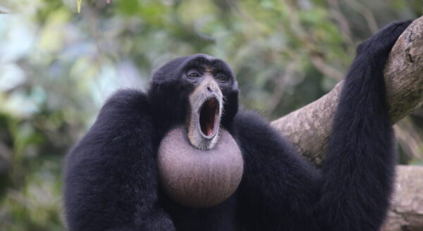 siamang