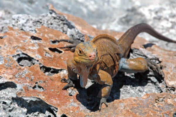 San Salvador Iguana