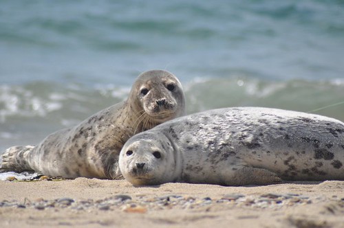 Seals