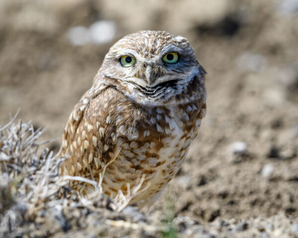 burrowing owl