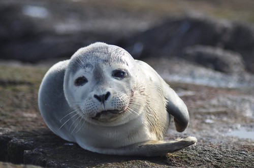 Harbor Seal