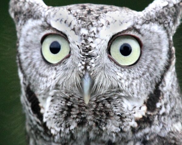 Eastern Screech Owl