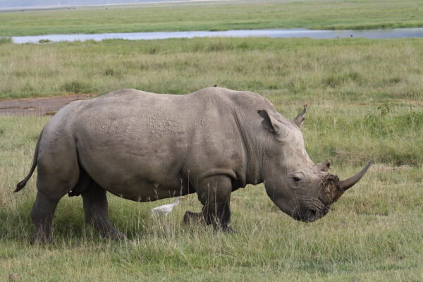 White Rhino