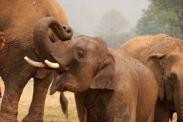 Elephants