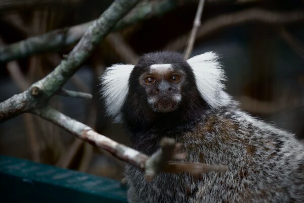 marmoset