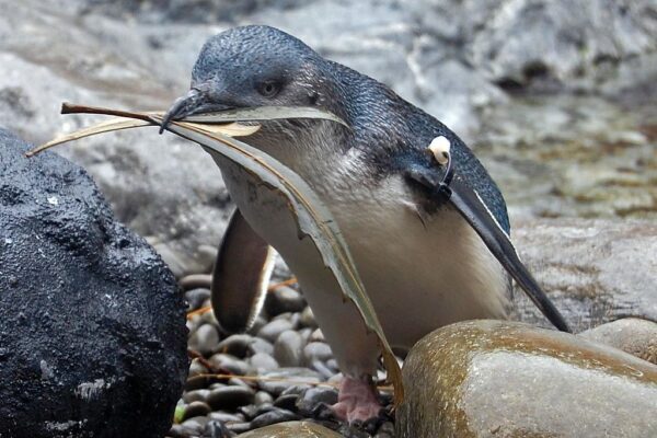 Little Blue Penguin