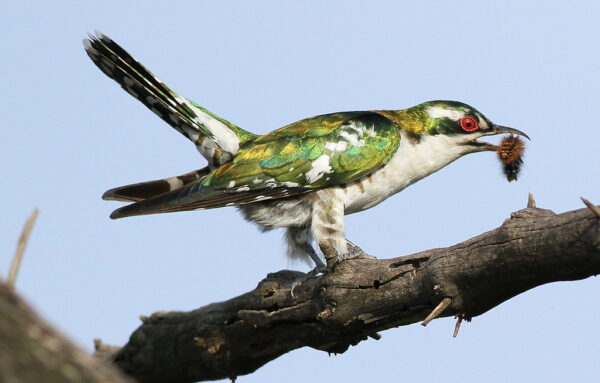 Diederik cuckoo