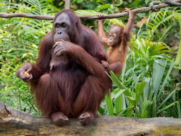 Orangutans