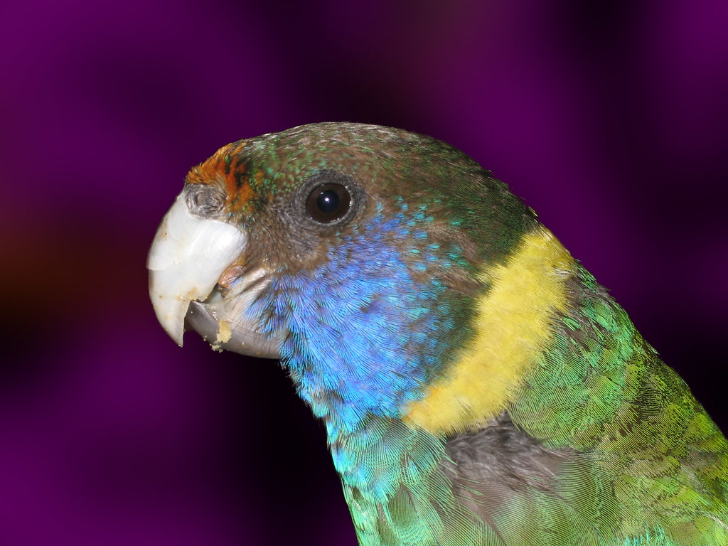 Ringneck Parakeet