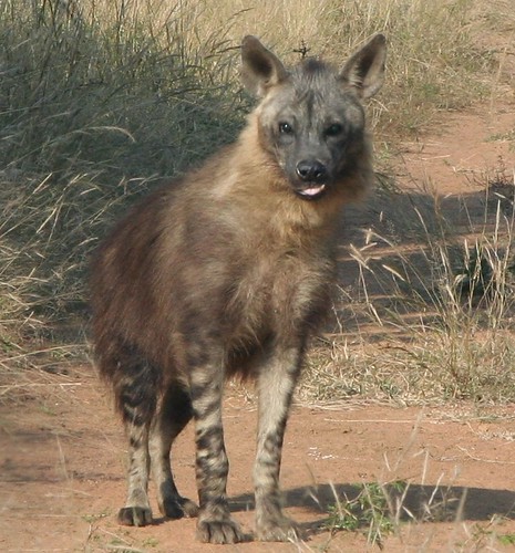 Brown Hyena