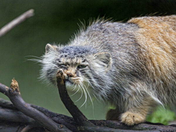 Pallas cat