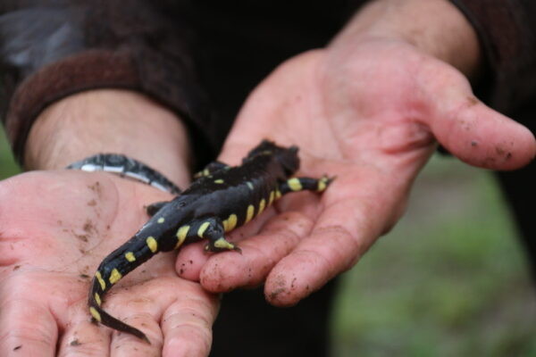 tiger salamander