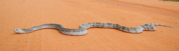 Pine Snake