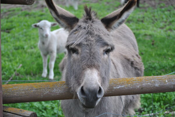 World Donkey Day