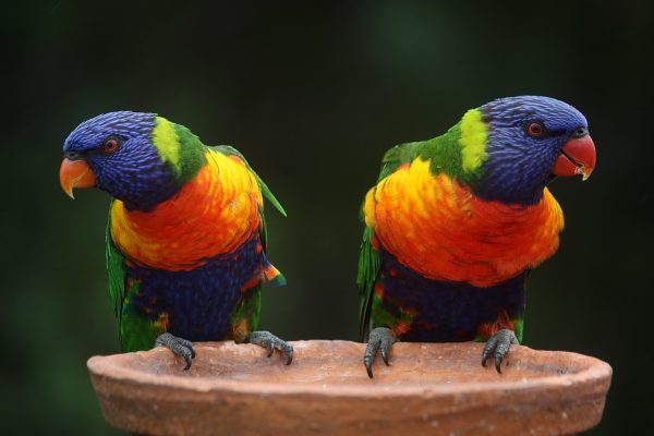 Blue Geeen and Orange Parrot