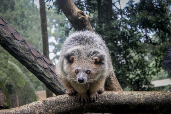 Binturong