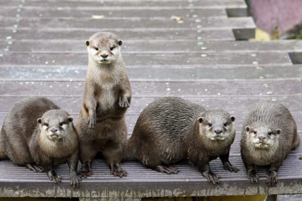 Otters