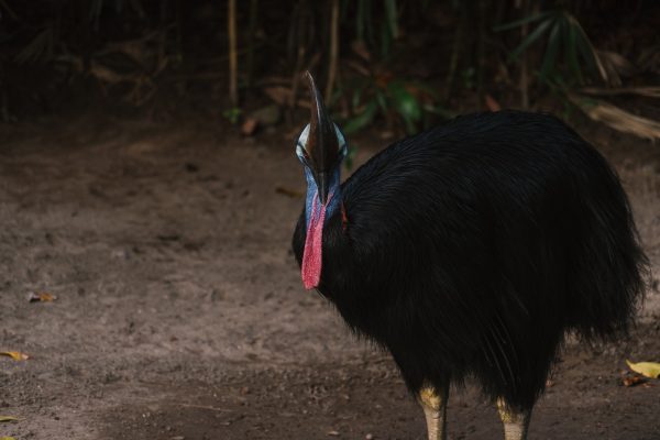 Cassowary