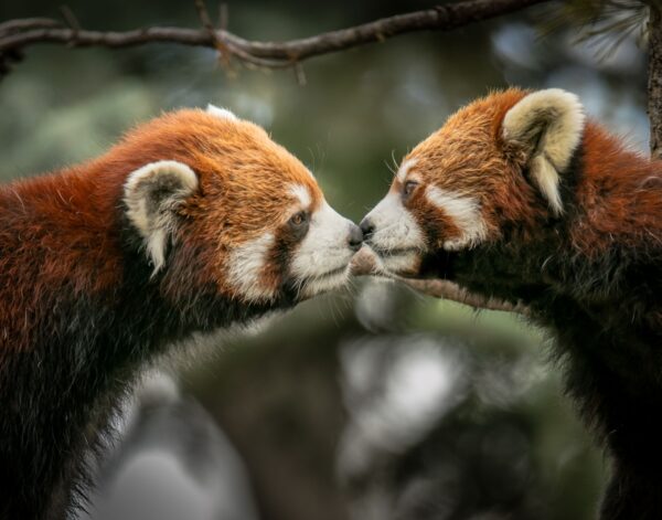 Red Pandas