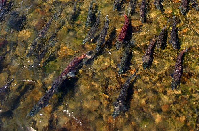 Salmon Migration