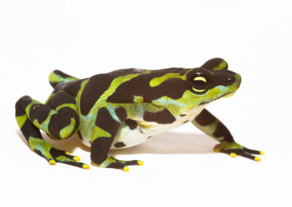 Limosa Harlequin Frog