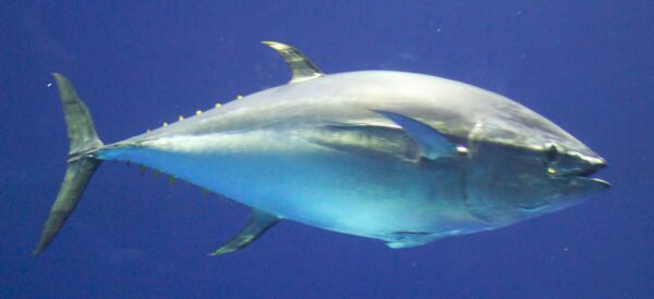 Blue fin tuna