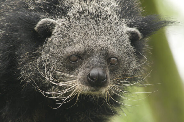 Binturong