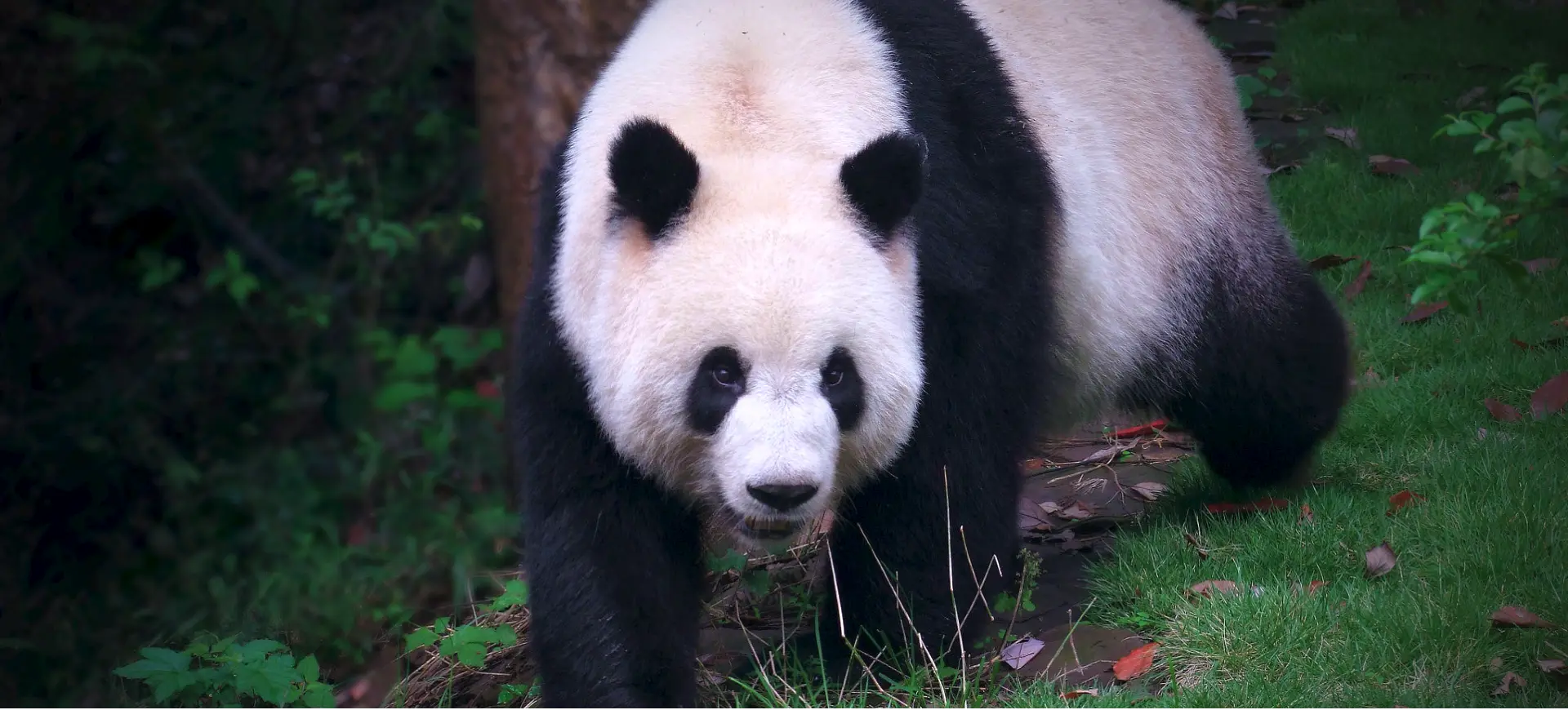 Giant Panda