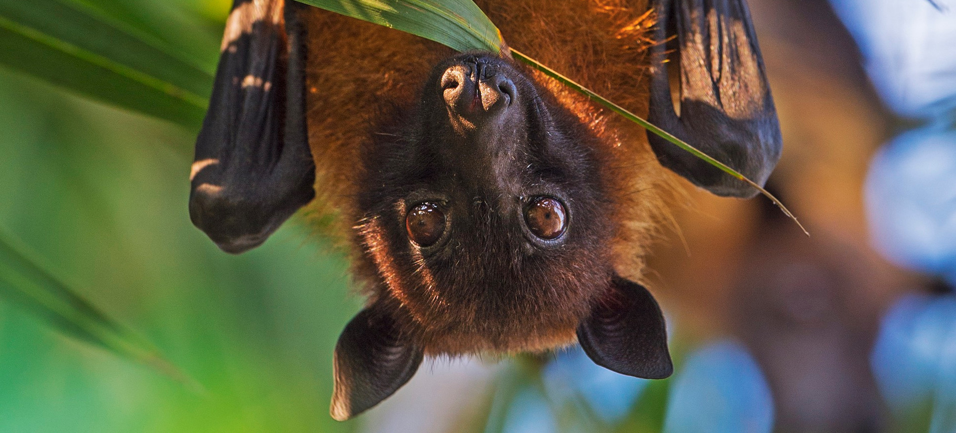 Indian Flying Fox