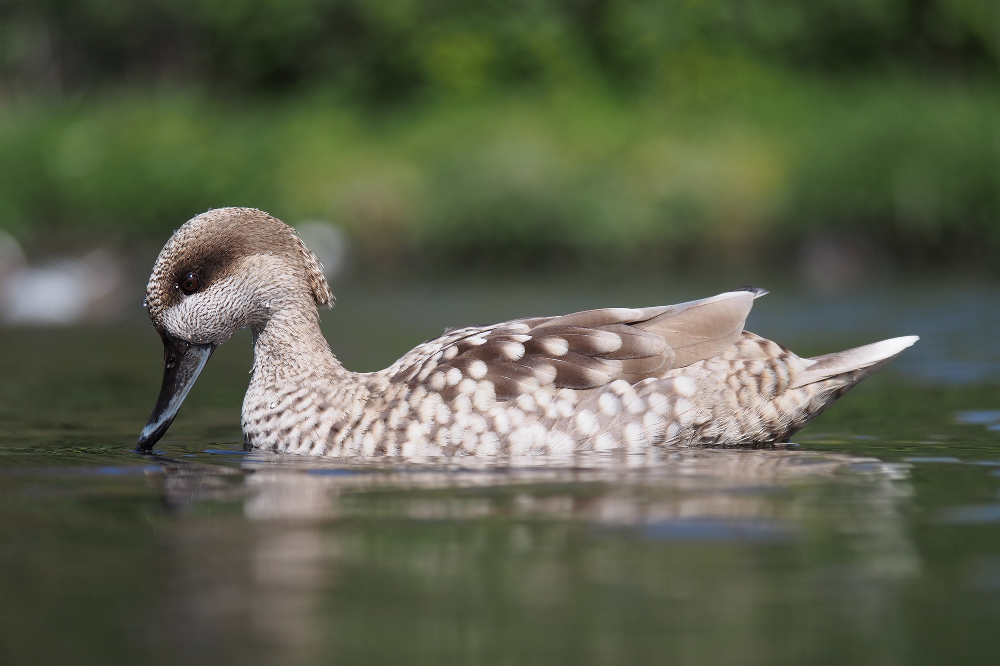 Marbled Teal