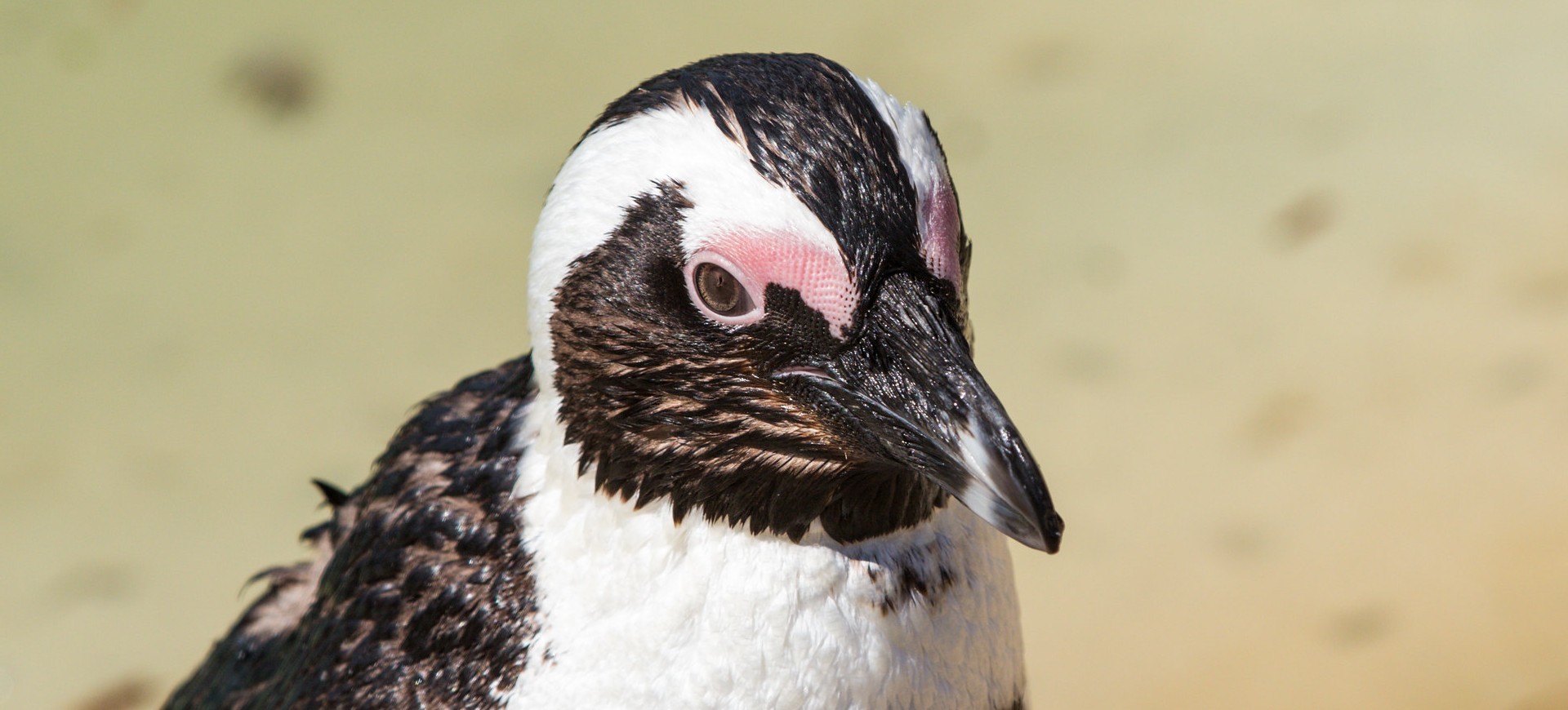 Humboldt Penguin