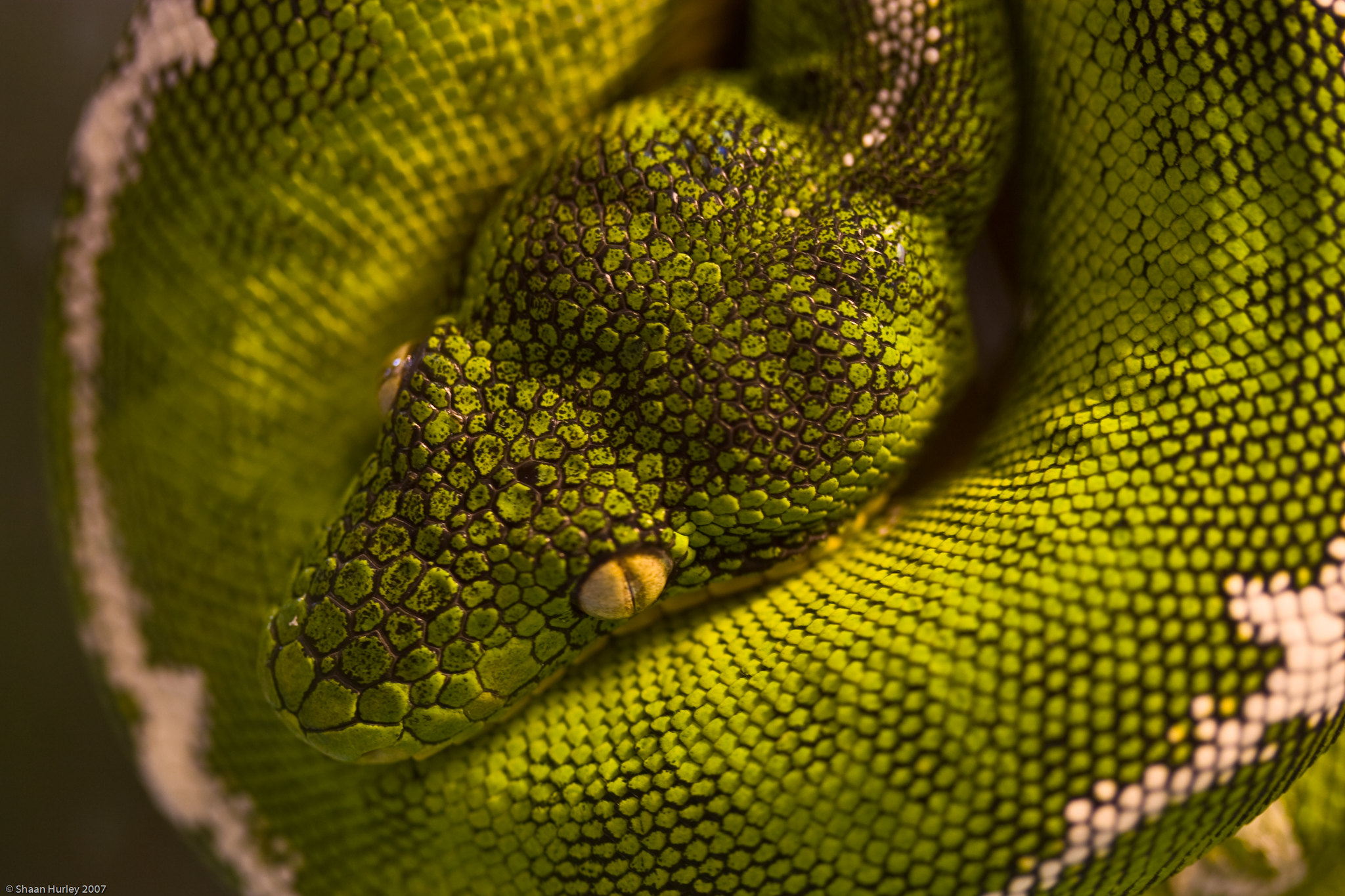 Emerald Tree Boa Facts, Habitat, Conservation Status, Zoo Populations