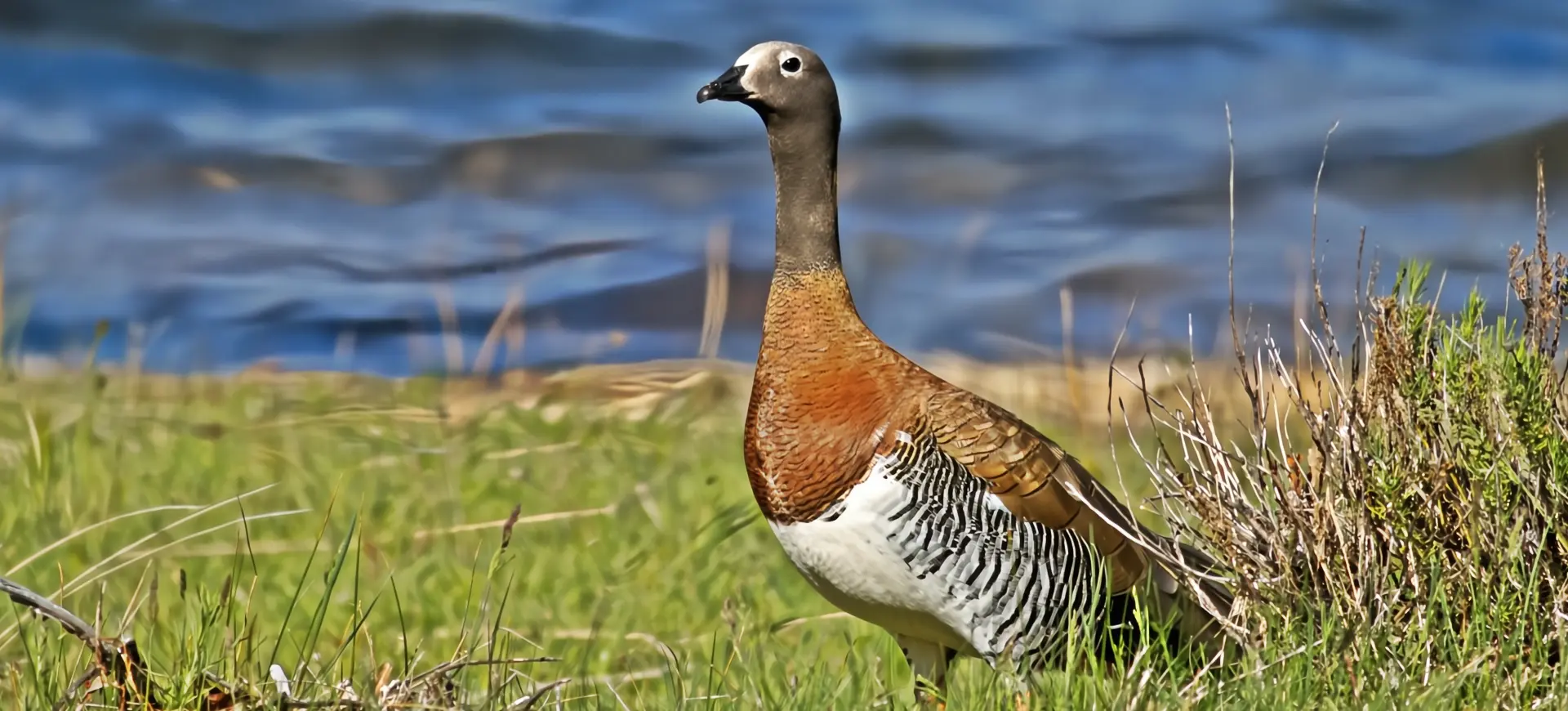 Ashy-headed Goose