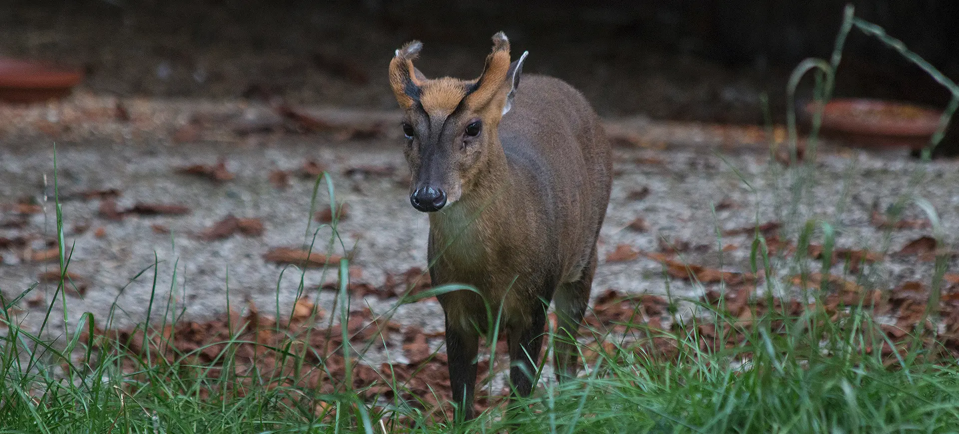 Reeves's Muntjac