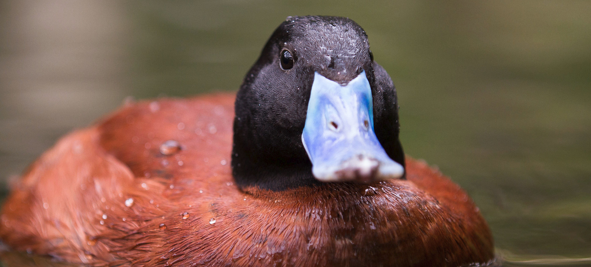 Argentine Ruddy Duck